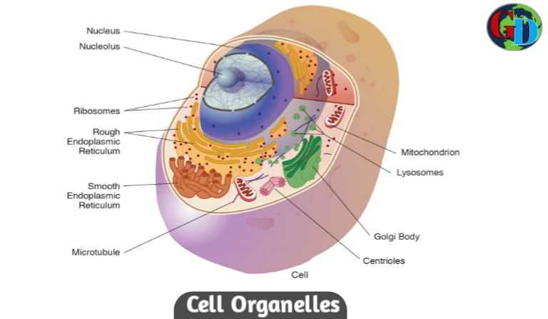 Cell Organelles in Hindi, cell in Hindi, कोशिका क्या है