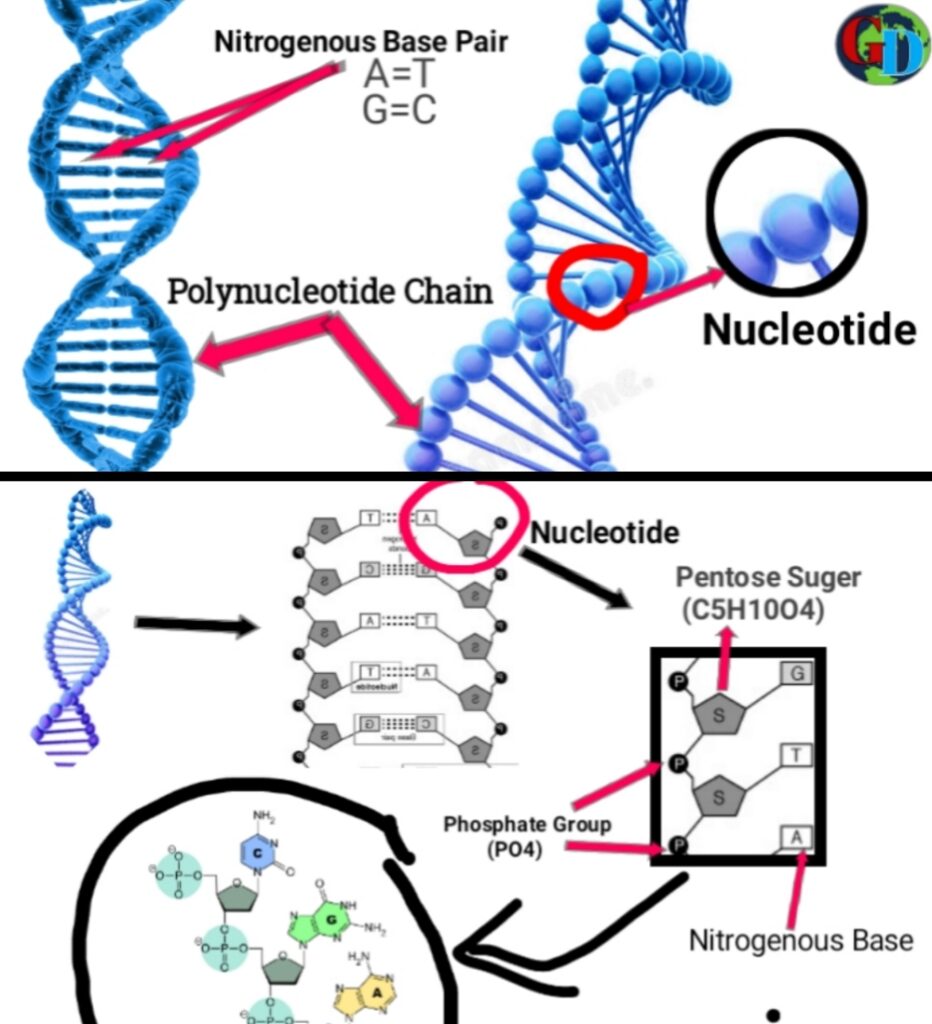 Dna क्या है Dna का Full Form कार्य प्रकार Dna Full Form In Hindi Gyaanduniya 1780