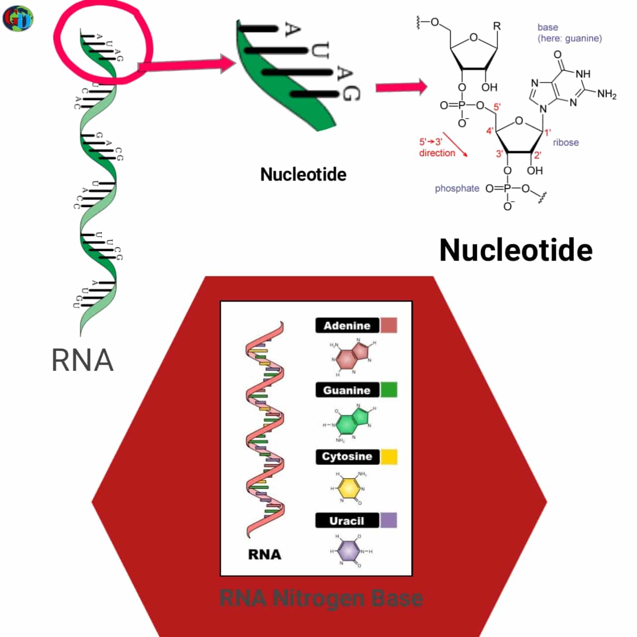 rna-full-form-rna-full-form-in-hindi