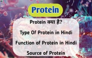 Protein in Hindi, Protein क्या है, protein
