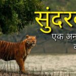 Translate সুন্দরবন in Hindi